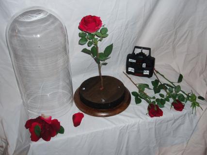 BEAUTY AND THE BEAST - MAGIC ROSE AND OTHER PROPS AVAILABLE FOR RENT