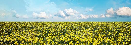 Chitty Chitty Bang Bang Drop Rental